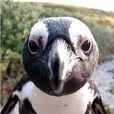 Primary Photo for pngwn 