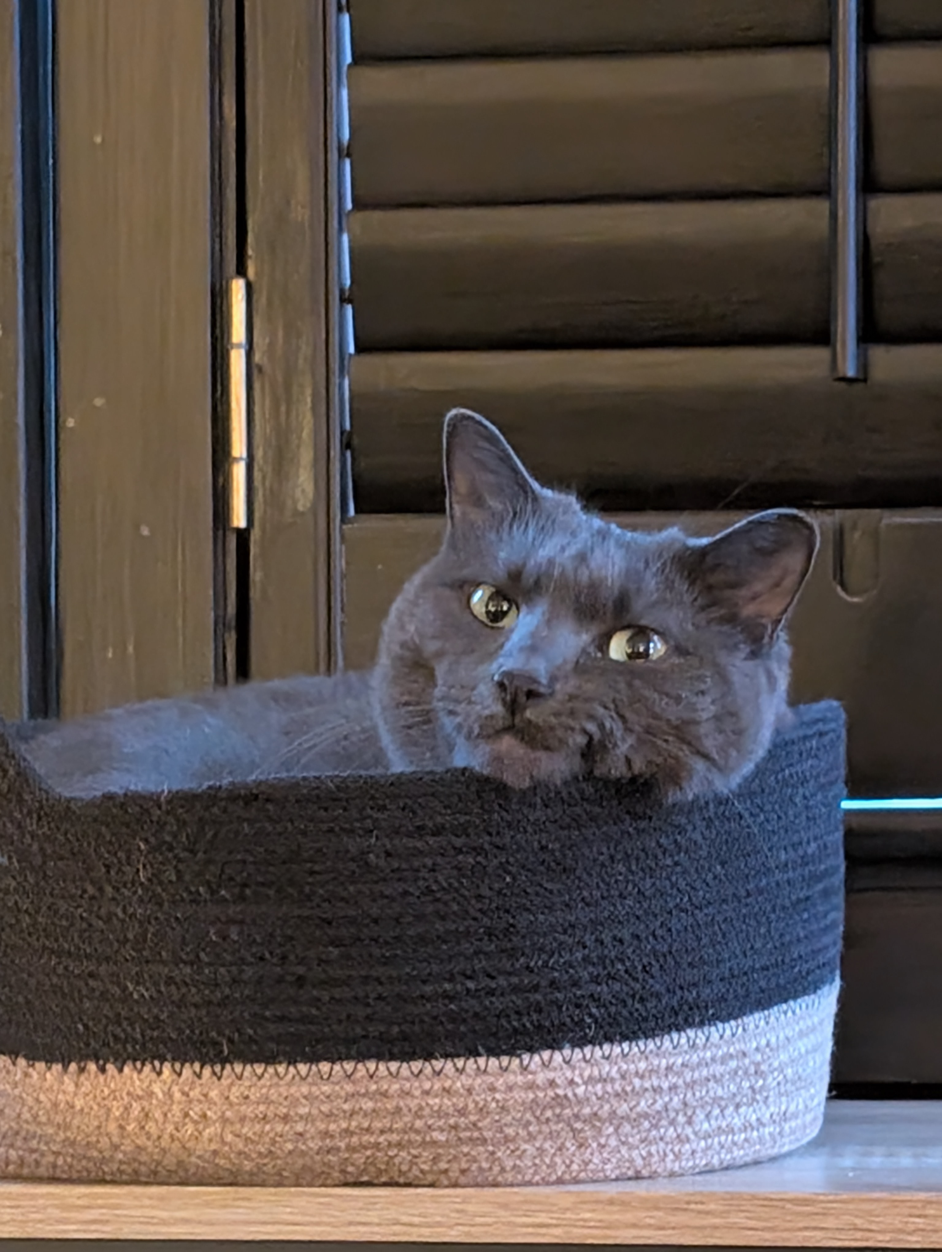 Primary Photo for Chantel Chyb