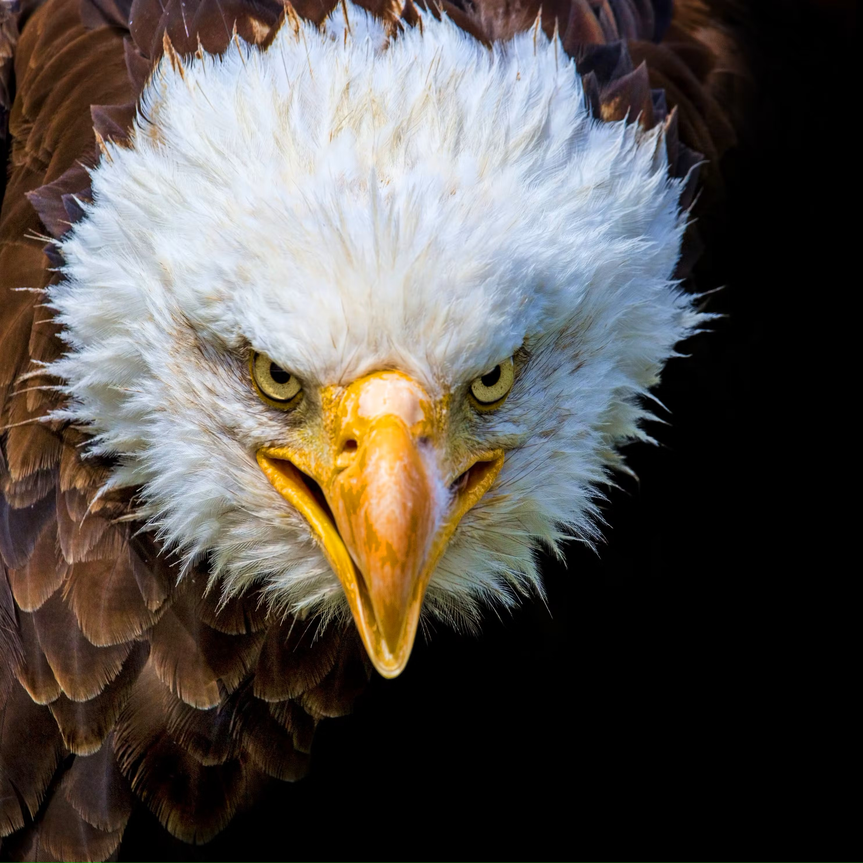 Background Photo for Chris Kaelin