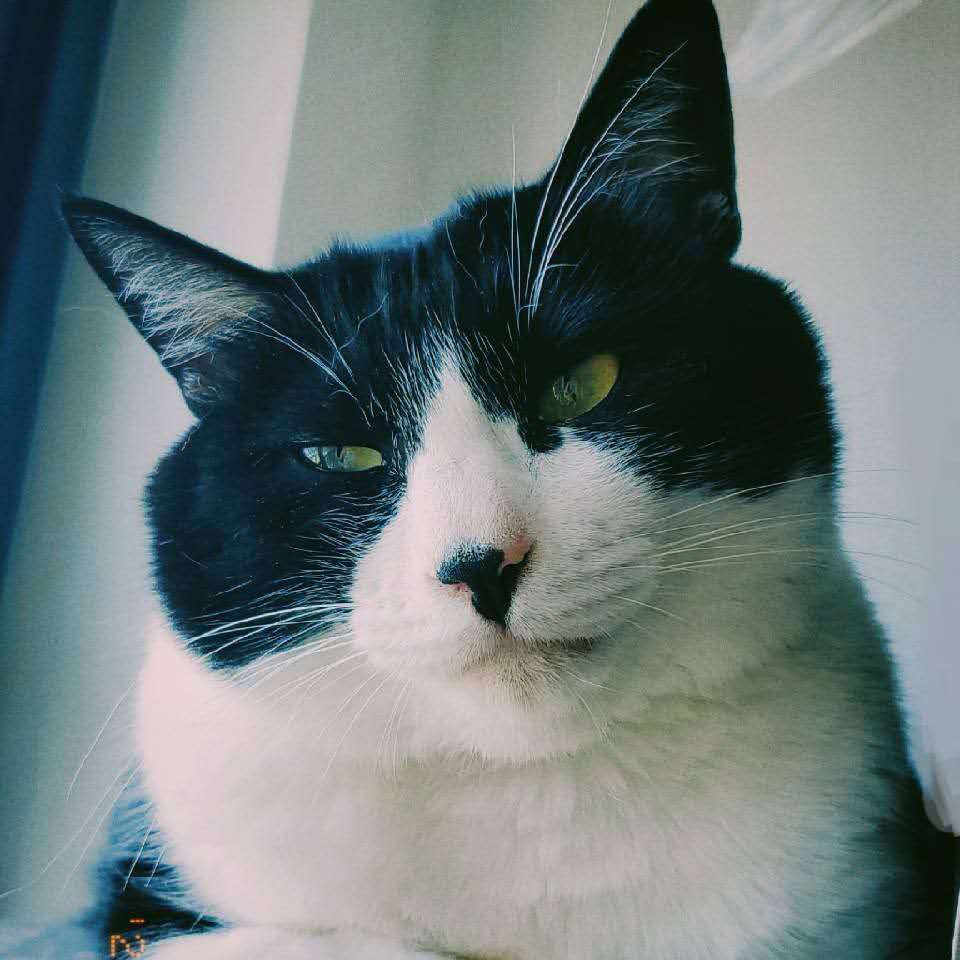 Primary Photo for Jose Chen