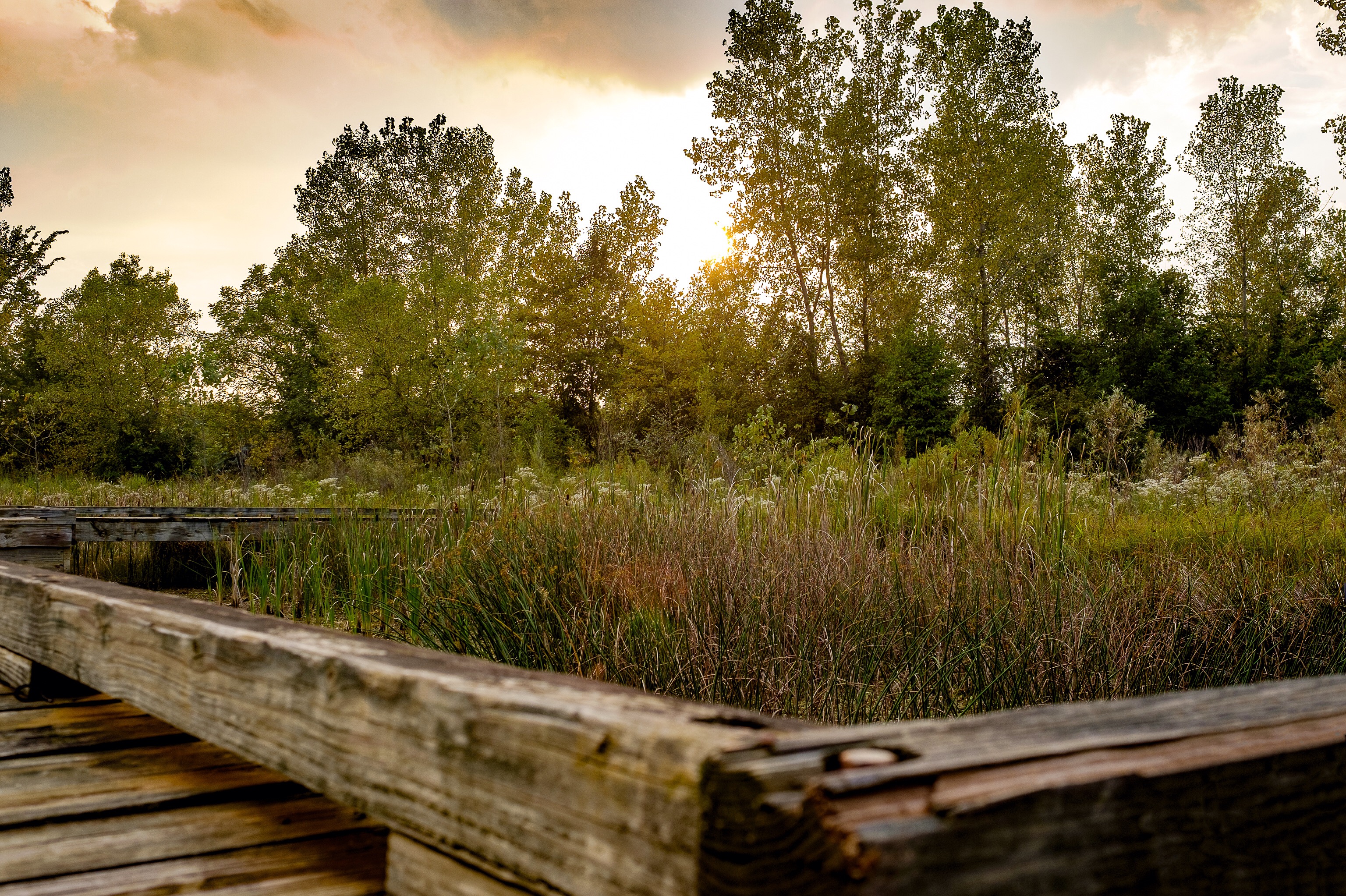 Background Photo for Sonny Lewis