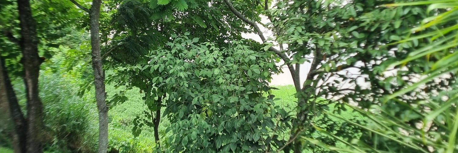 Background Photo for Samuel "Sanarielsen" Henrique